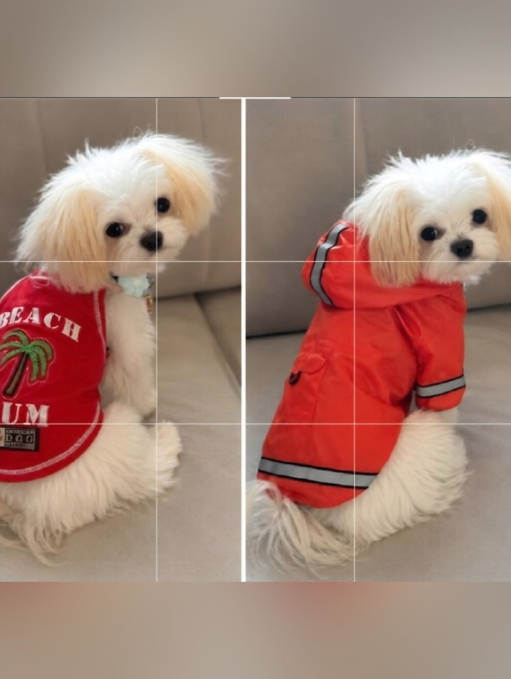 Small Dog Clothes Hoodies Jackets Raincoat XS-S  Puppy Mi-Ki Maltese